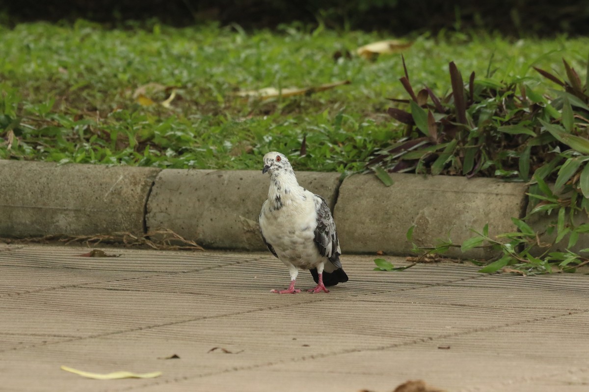 Rock Pigeon (Feral Pigeon) - ML622064374