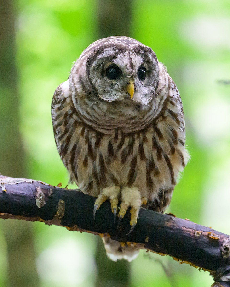 Barred Owl - ML622064375