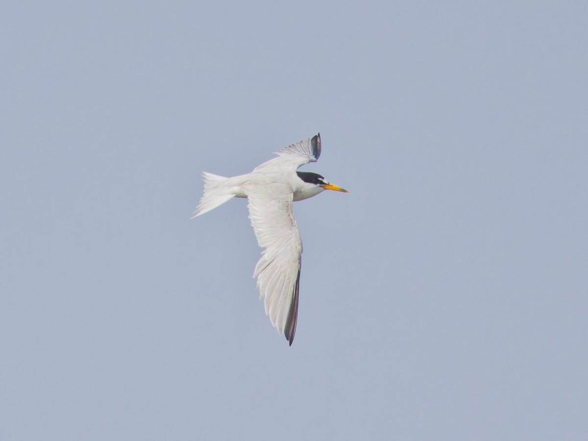 Least Tern - ML622064432