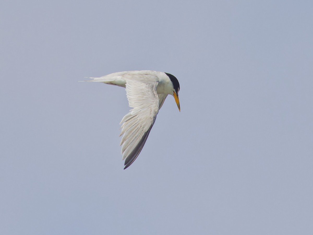 Least Tern - ML622064433