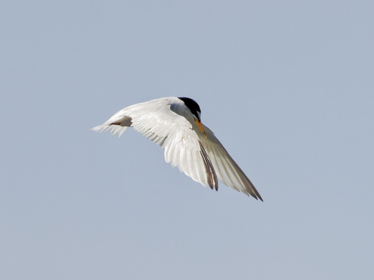 Least Tern - ML622064434