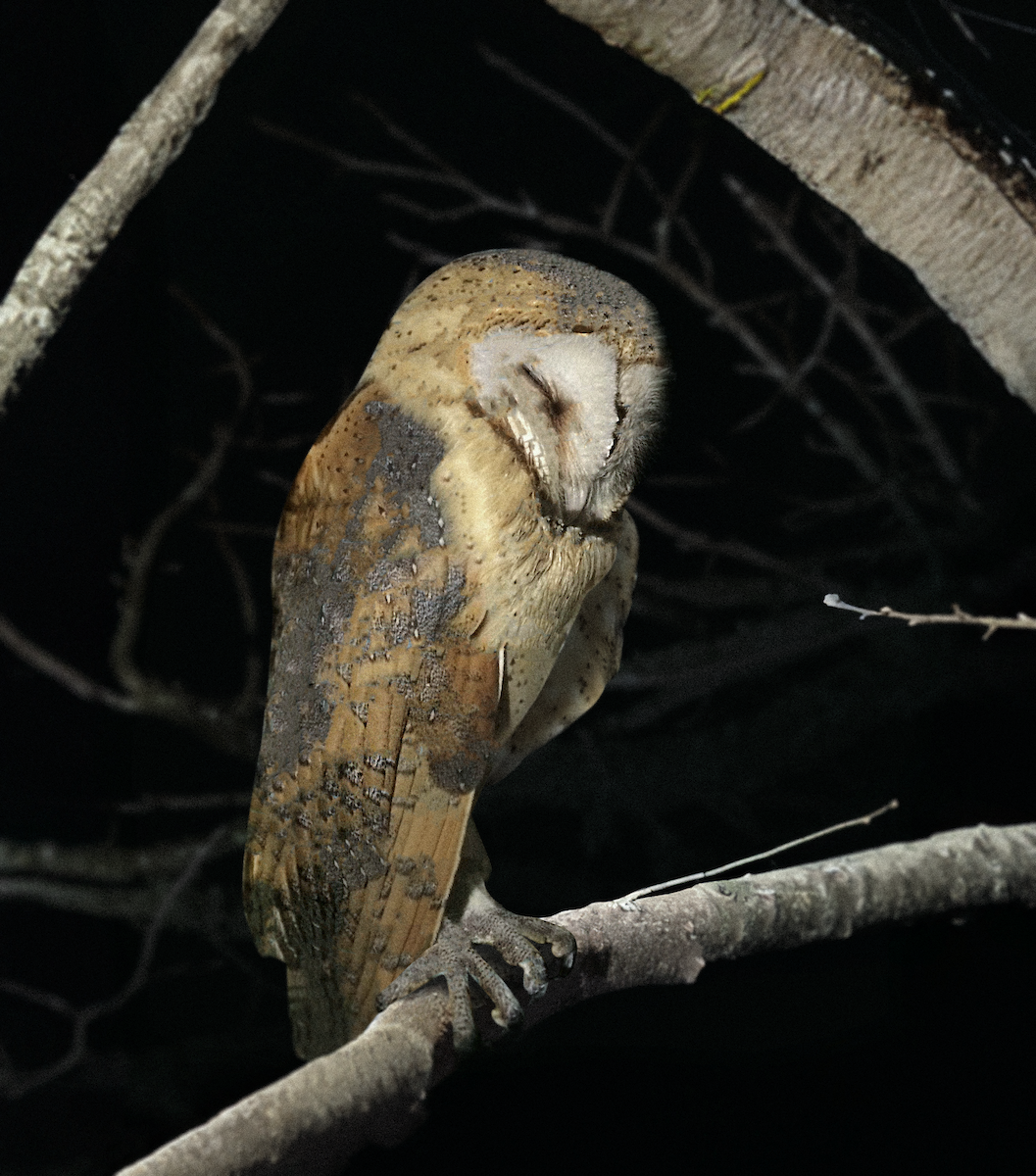 Barn Owl - ML622064469