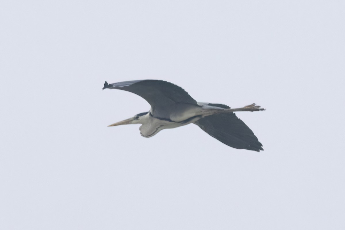 Gray Heron - Mahshid Hosseini