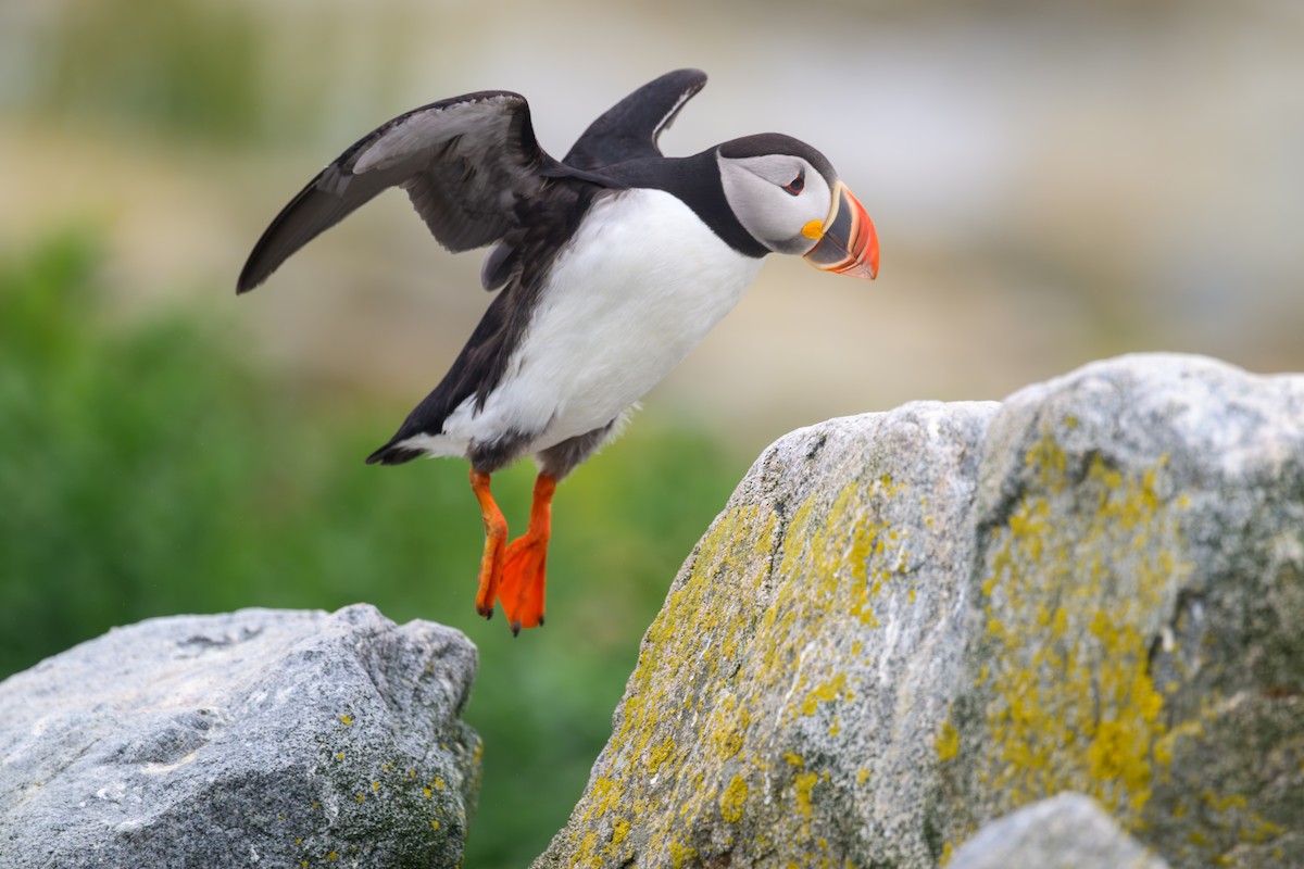 Atlantic Puffin - Ron Buening