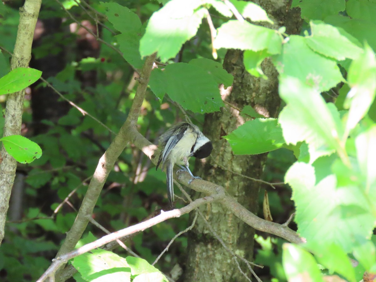 Black-capped Chickadee - Francine Tremblay