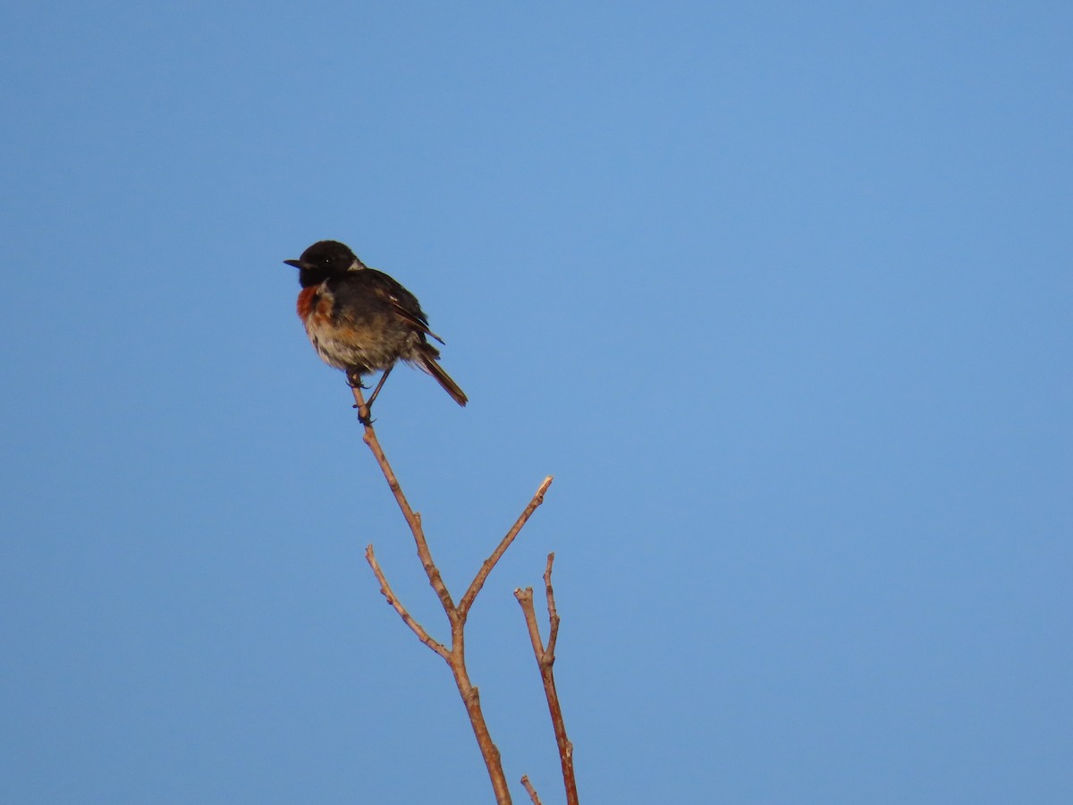 European Stonechat - Federico  Iglesias García