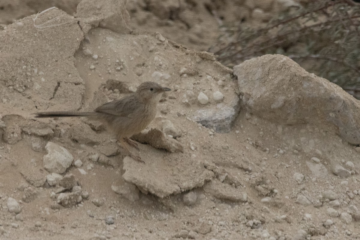 Afghan Babbler - ML622064632