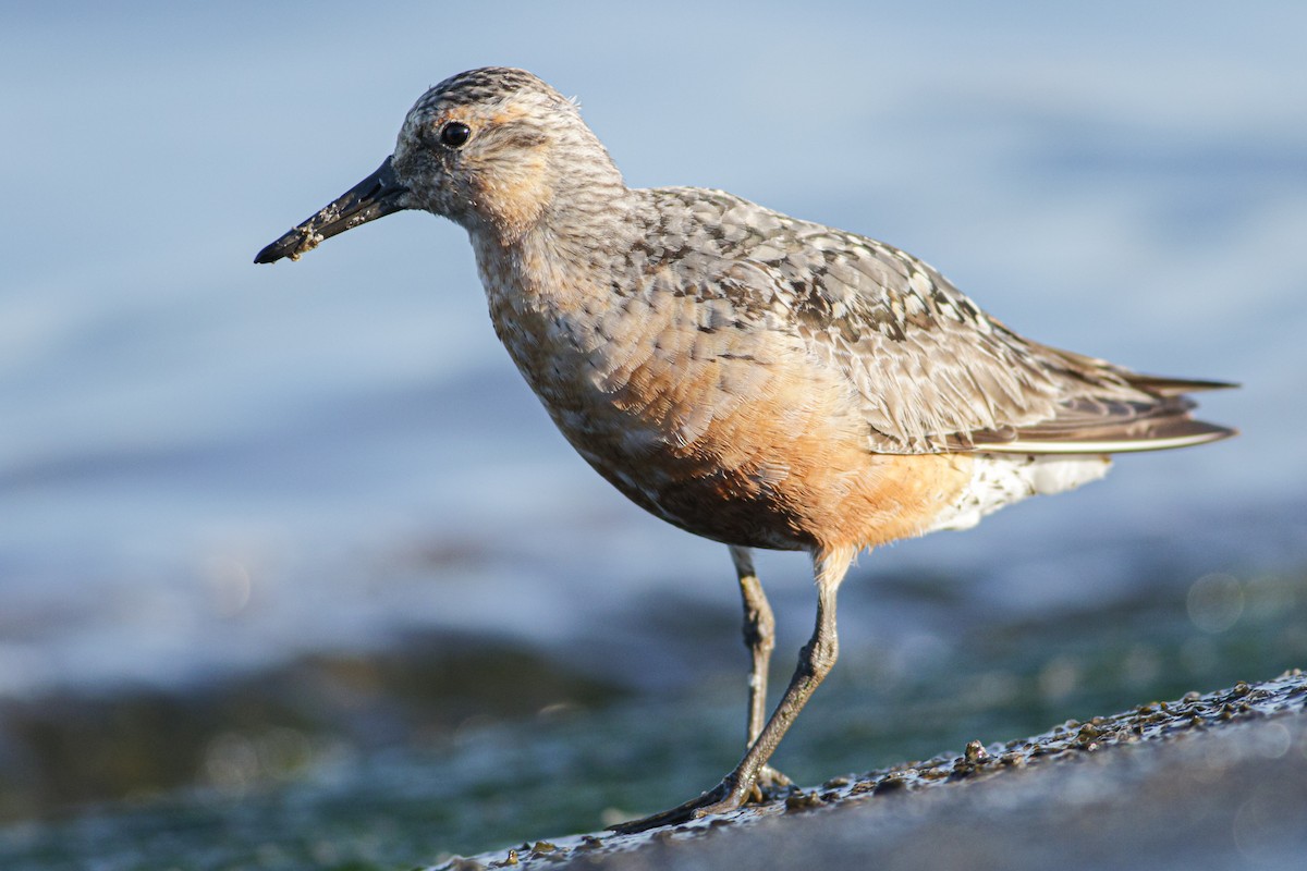 Red Knot - Wojciech Siuda