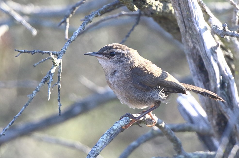 Bewick's Wren - C. Jackson