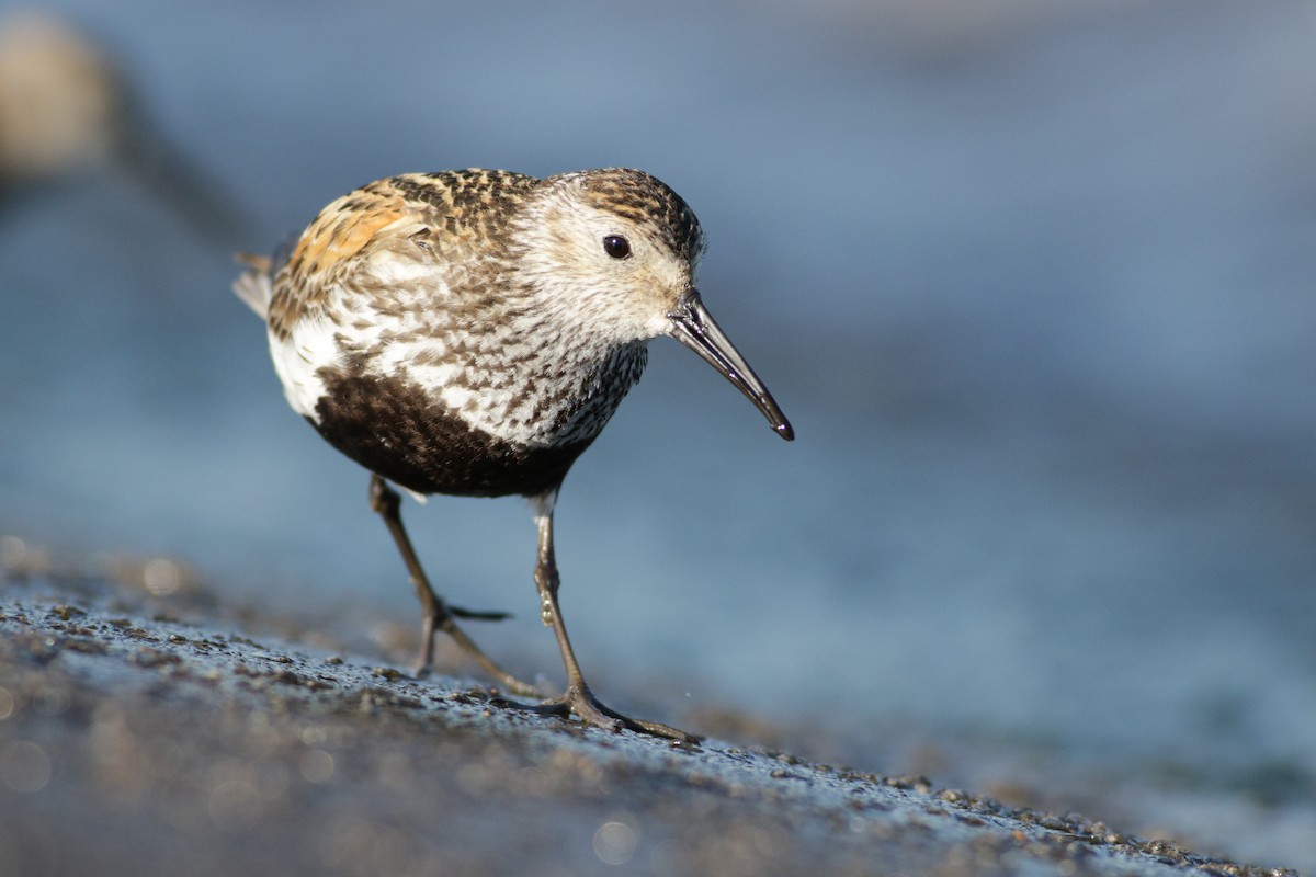 Dunlin - Wojciech Siuda