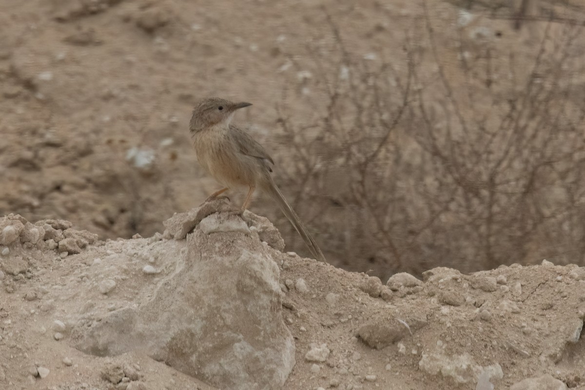 Afghan Babbler - ML622064705