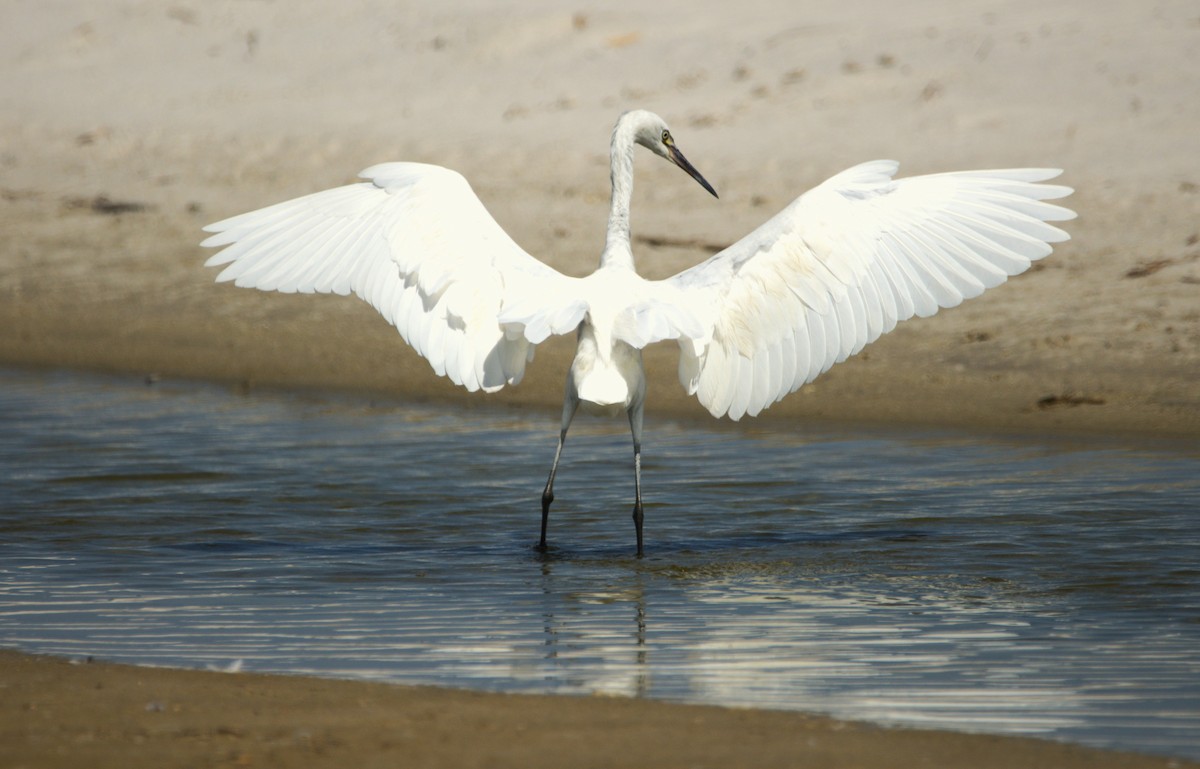 Reddish Egret - ML622064709