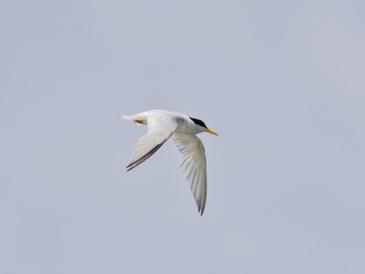 Least Tern - ML622064711