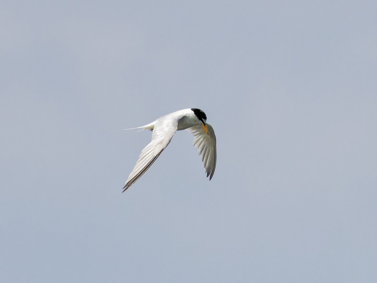 Least Tern - Angus Wilson