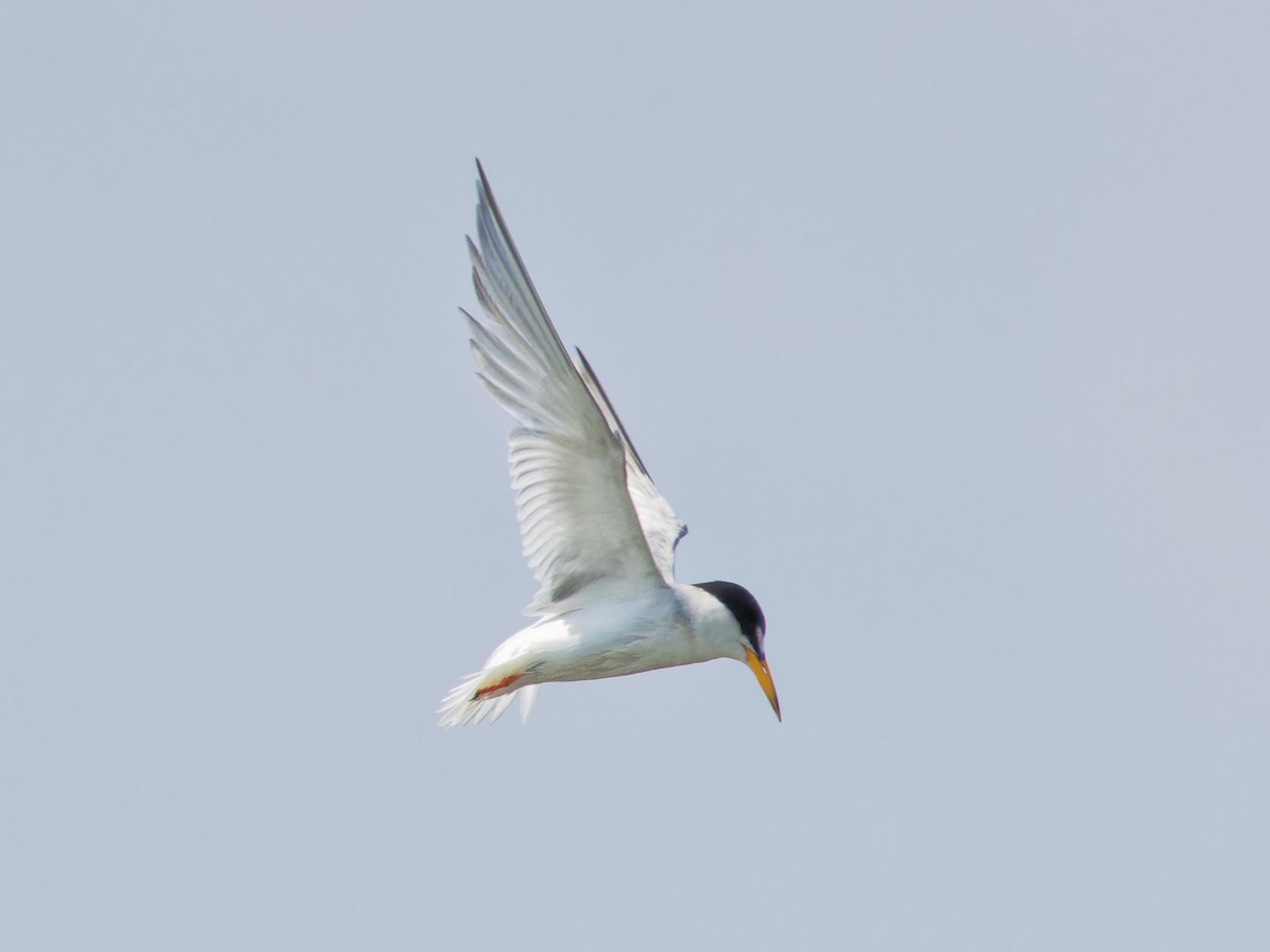 Least Tern - ML622064713