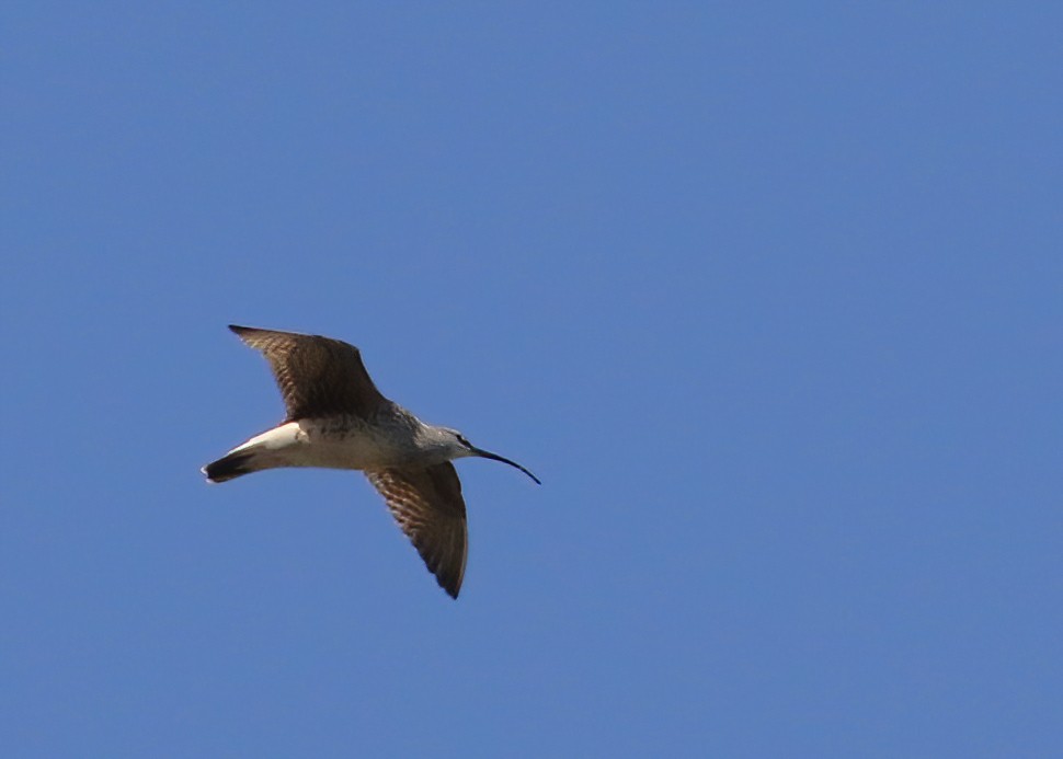 Bristle-thighed Curlew - ML622064714