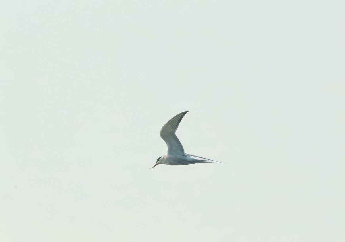 Common Tern - ML622064730