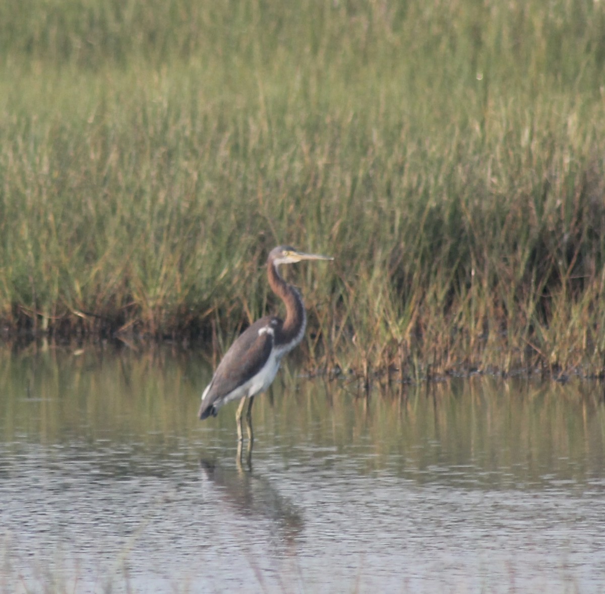 Tricolored Heron - ML622064744