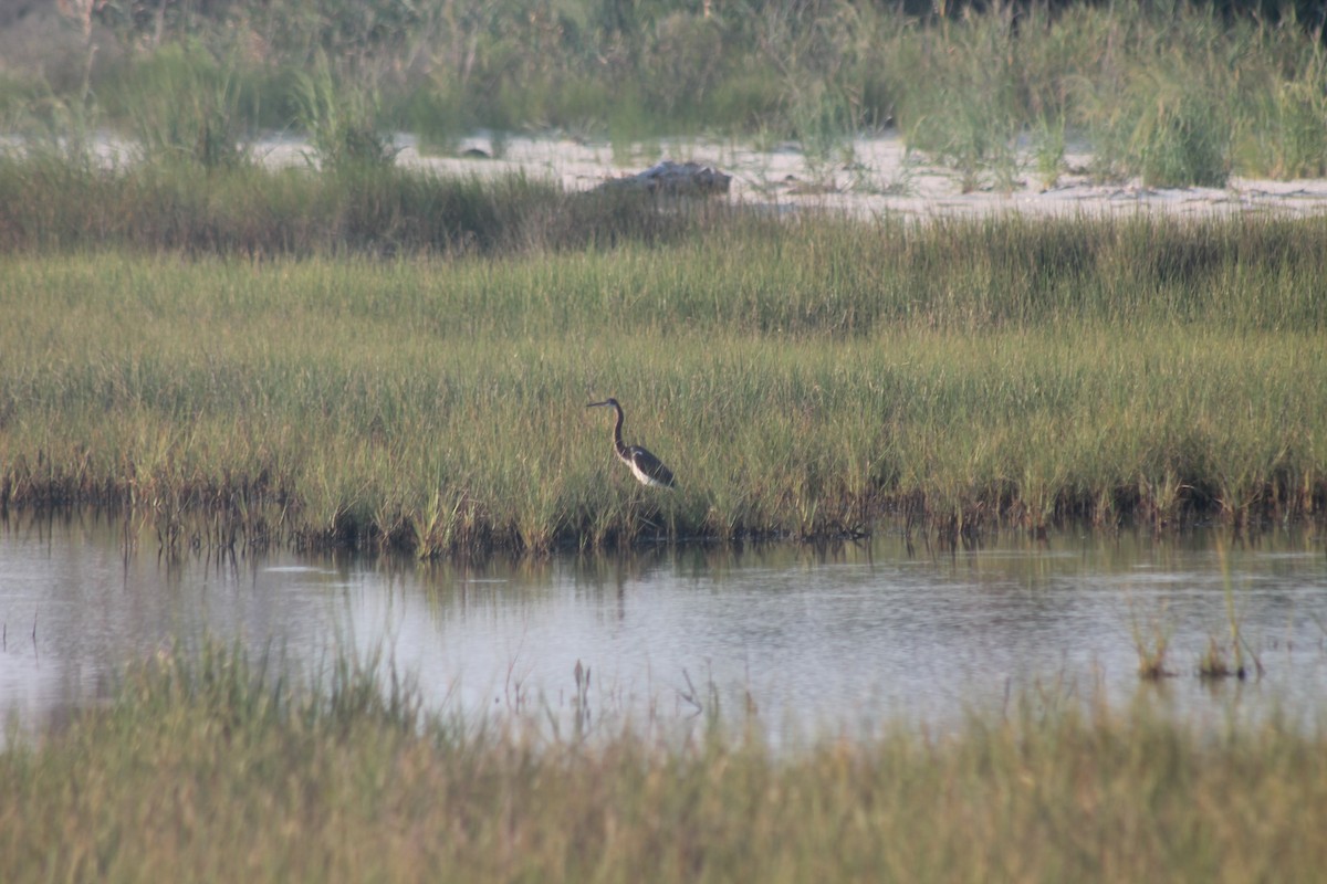 Tricolored Heron - ML622064751