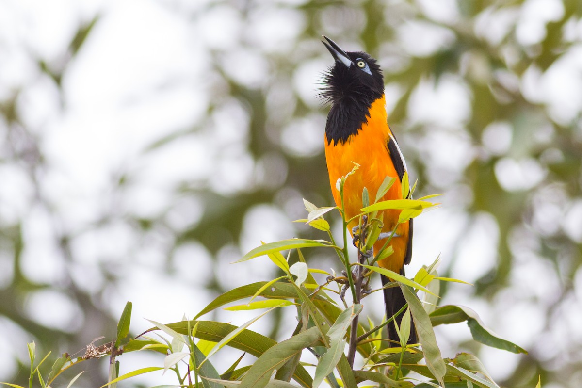 Venezuelan Troupial - ML622064813