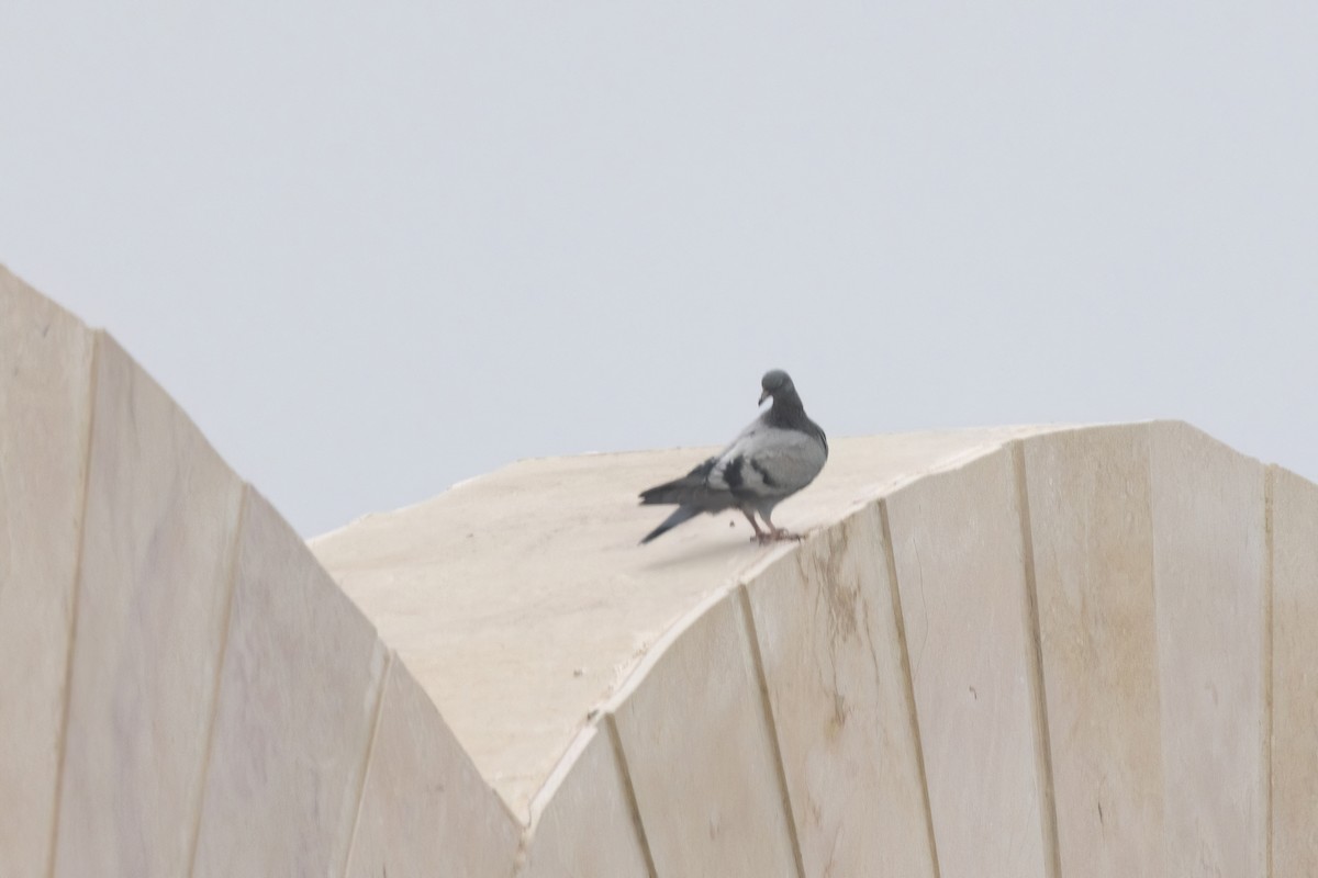 Rock Pigeon - ML622064866