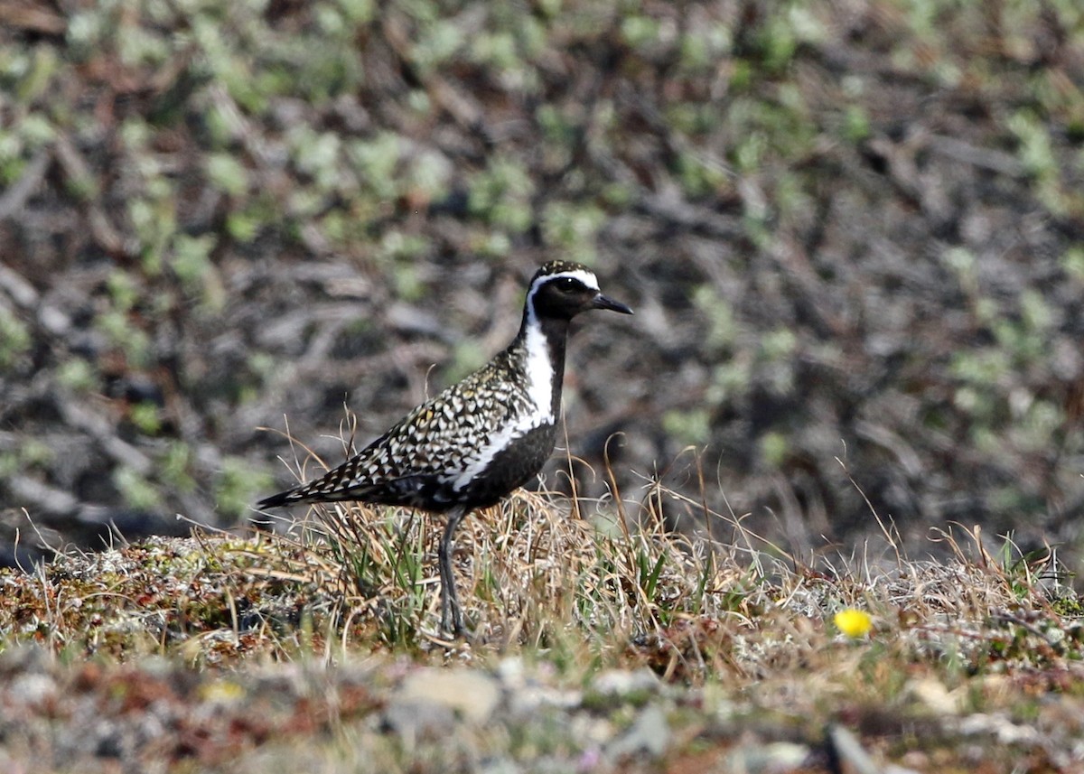 Chorlito Dorado Siberiano - ML622064910