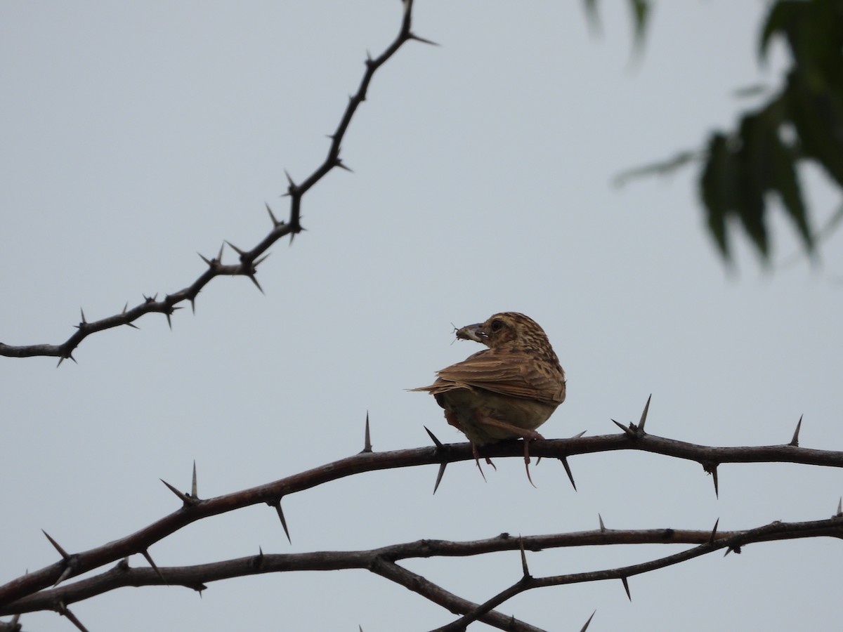 Jerdon's Bushlark - ML622064986