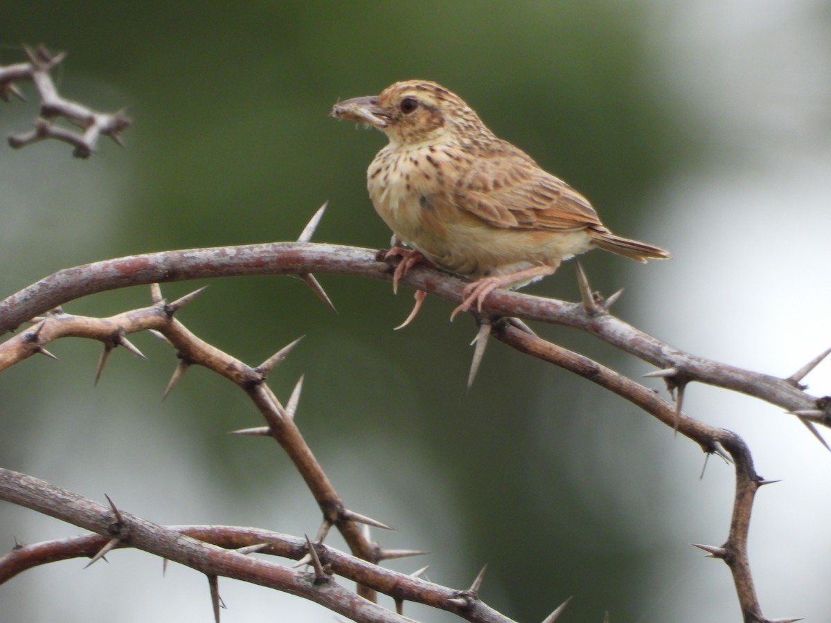 Jerdon's Bushlark - ML622064987