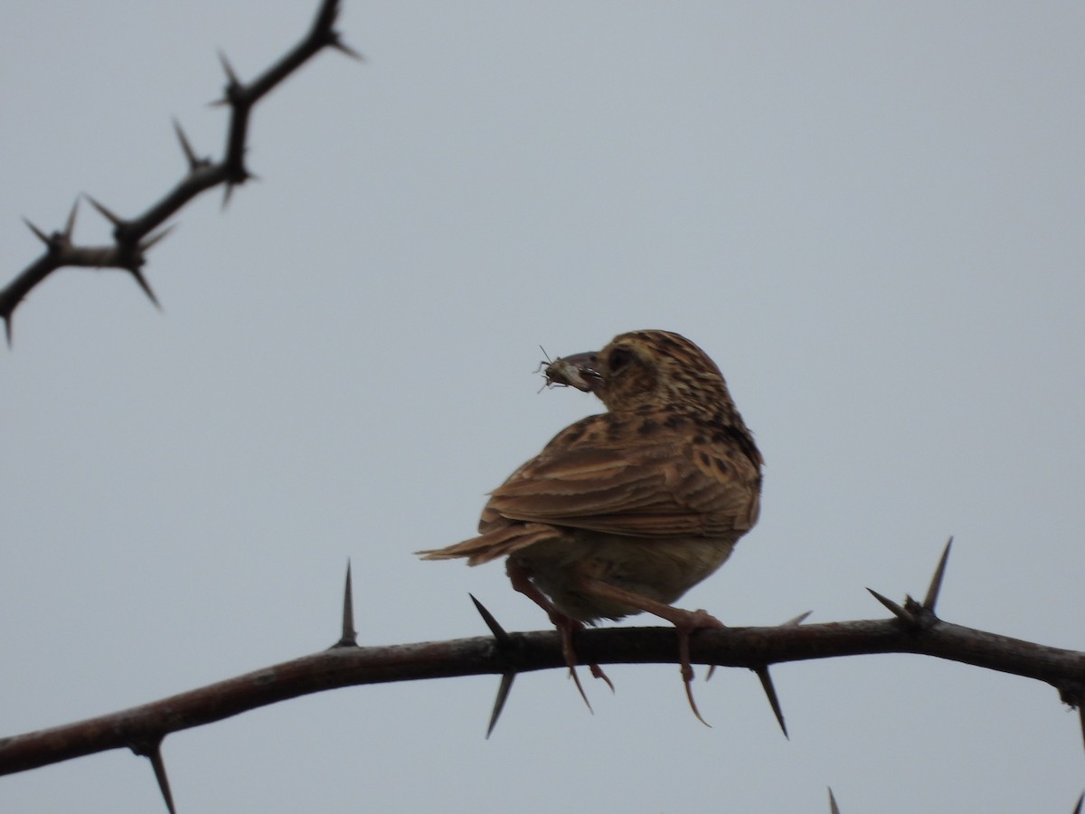 Jerdon's Bushlark - ML622064988