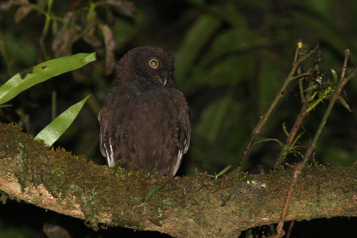 Anjouan Scops-Owl - ML622065037