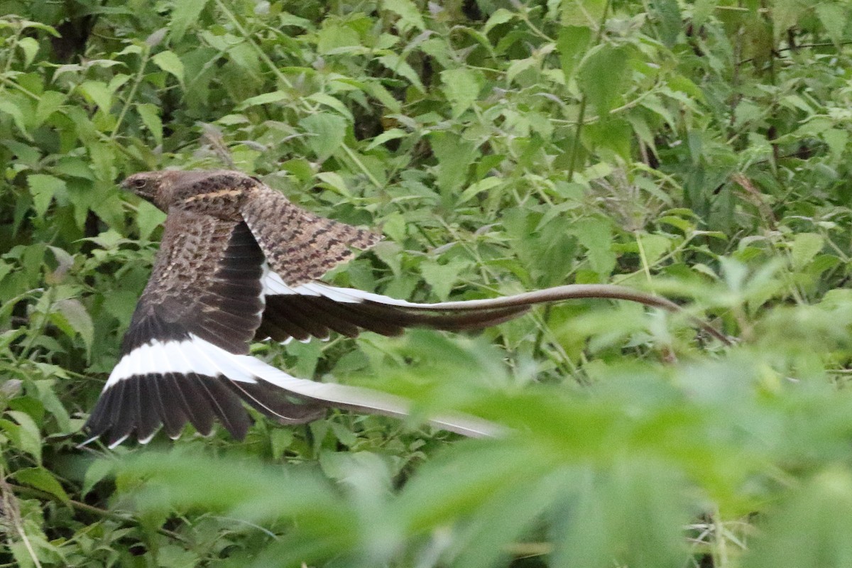 Pennant-winged Nightjar - ML622065068