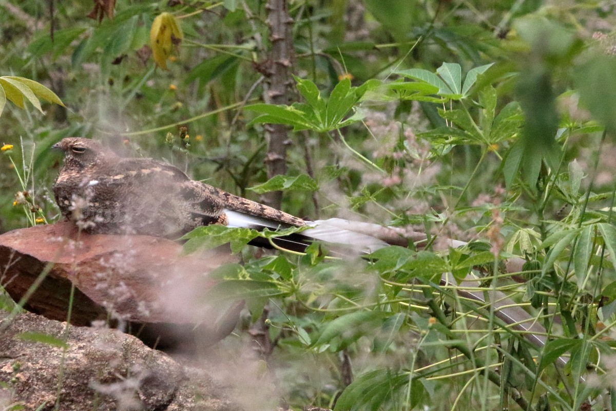 Pennant-winged Nightjar - ML622065069