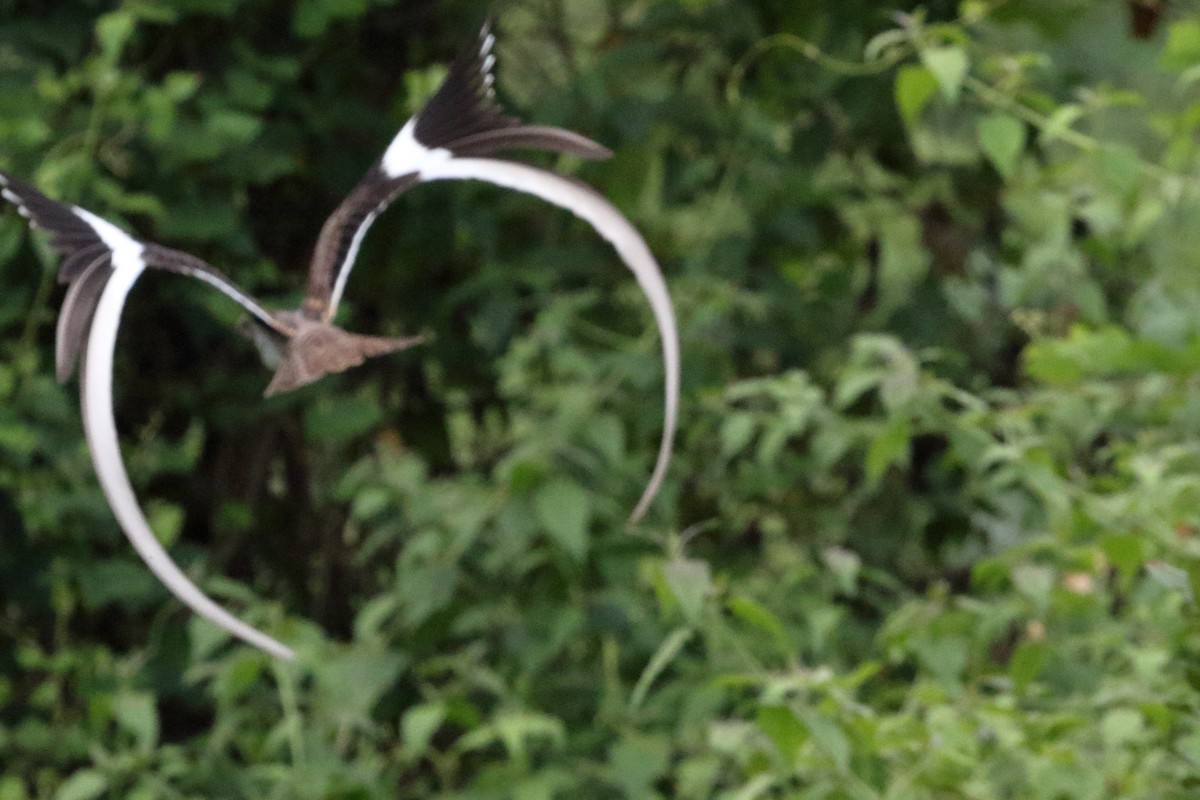 Pennant-winged Nightjar - ML622065073