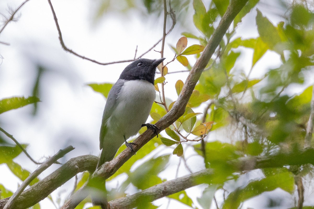 Comoro Cuckooshrike - ML622065099