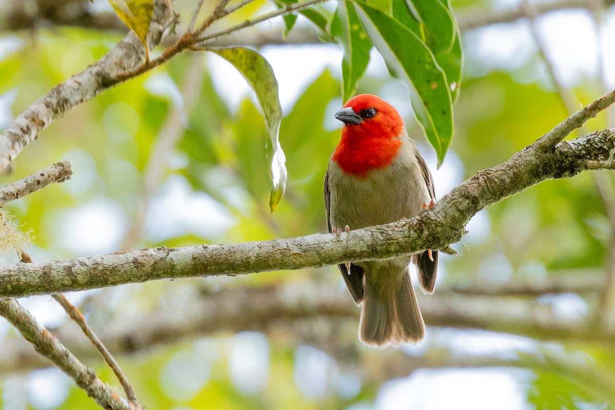 Red-headed Fody - ML622065104