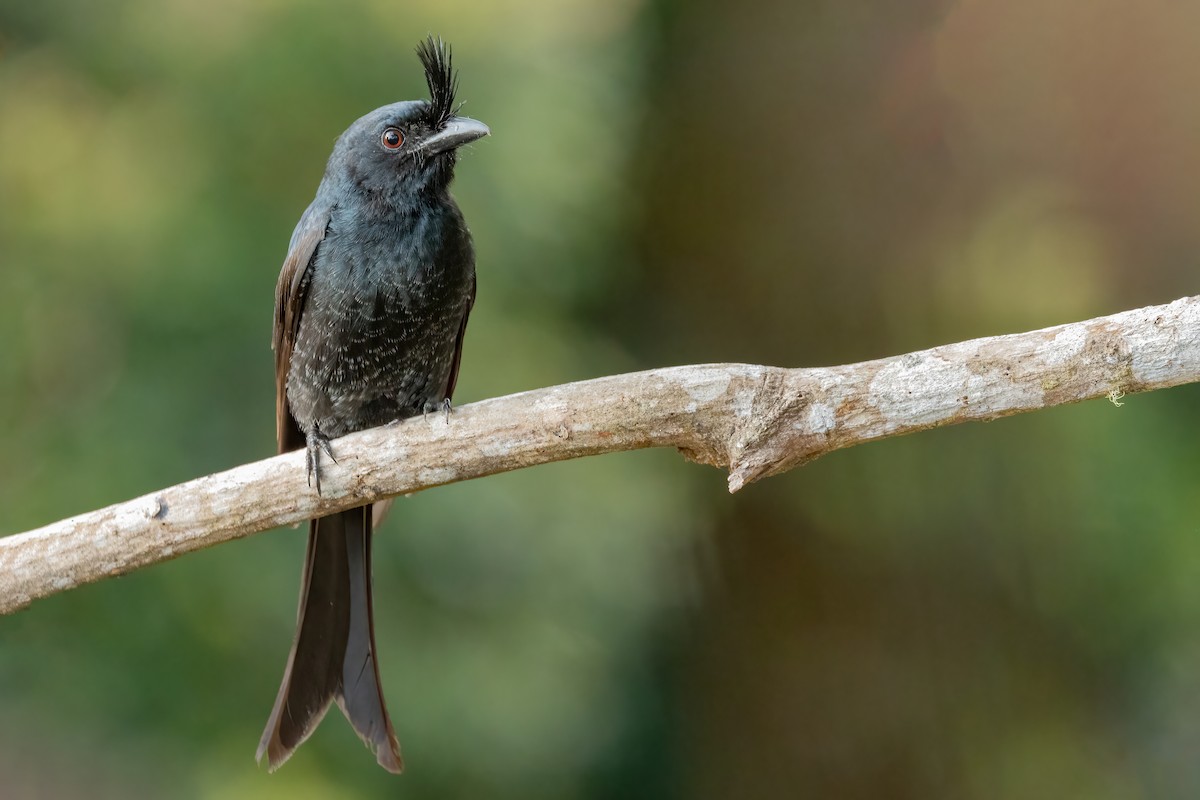 Drongo Malgache - ML622065128