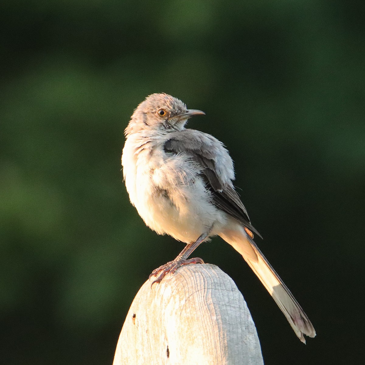 Northern Mockingbird - ML622065153