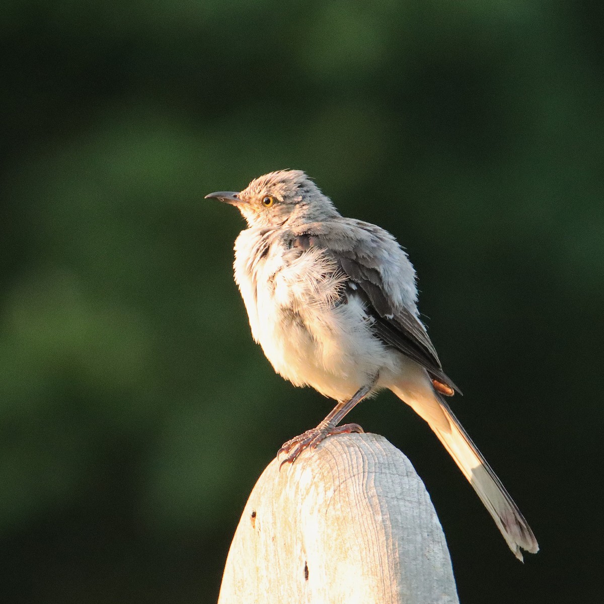 Northern Mockingbird - ML622065154