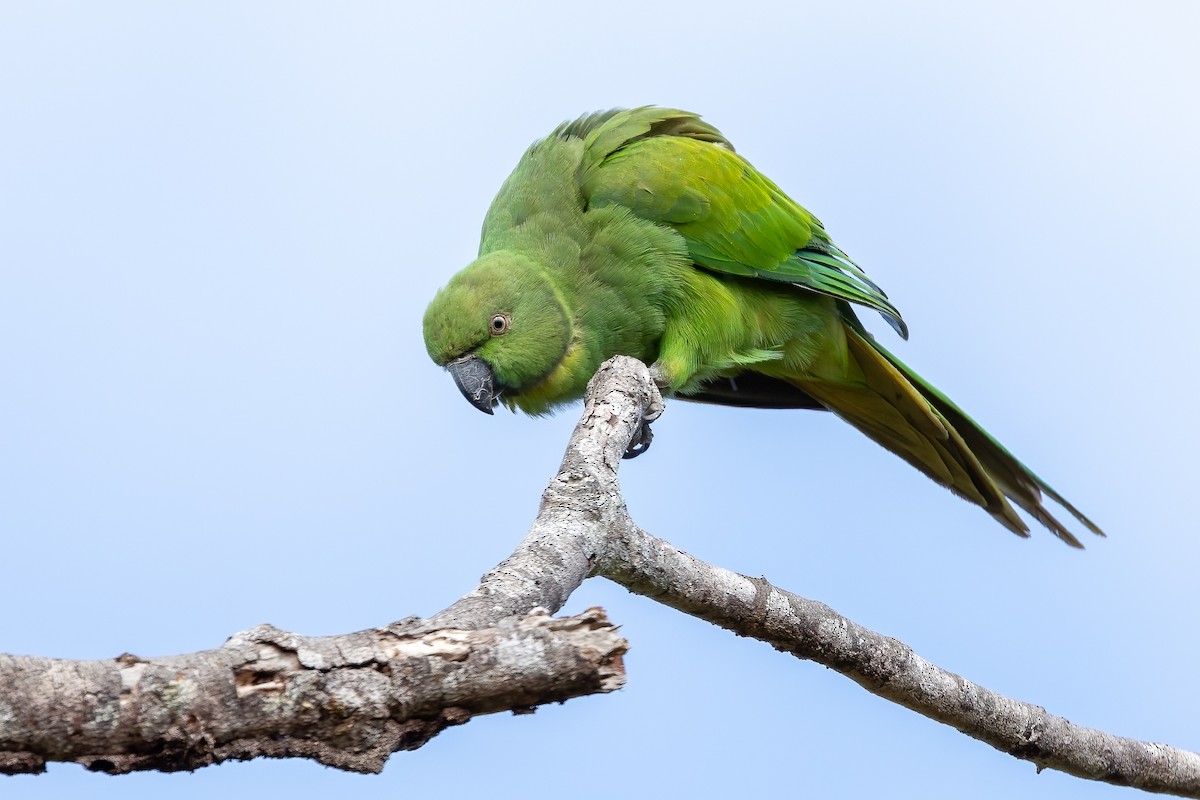 Echo Parakeet - ML622065156