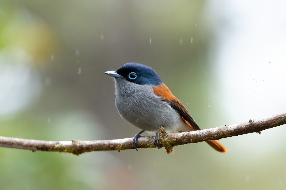 Mascarene Paradise-Flycatcher - ML622065164