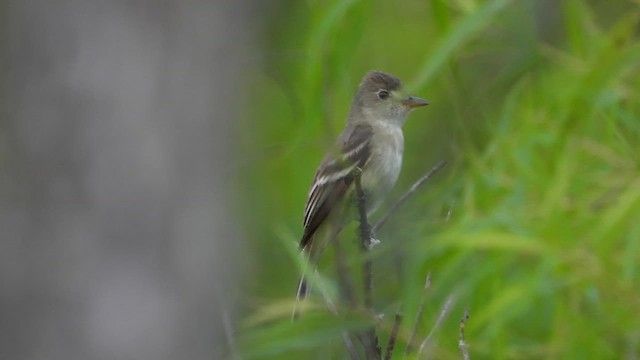 Willow Flycatcher - ML622065180