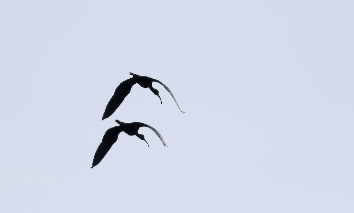 ibis hnědý - ML62206521