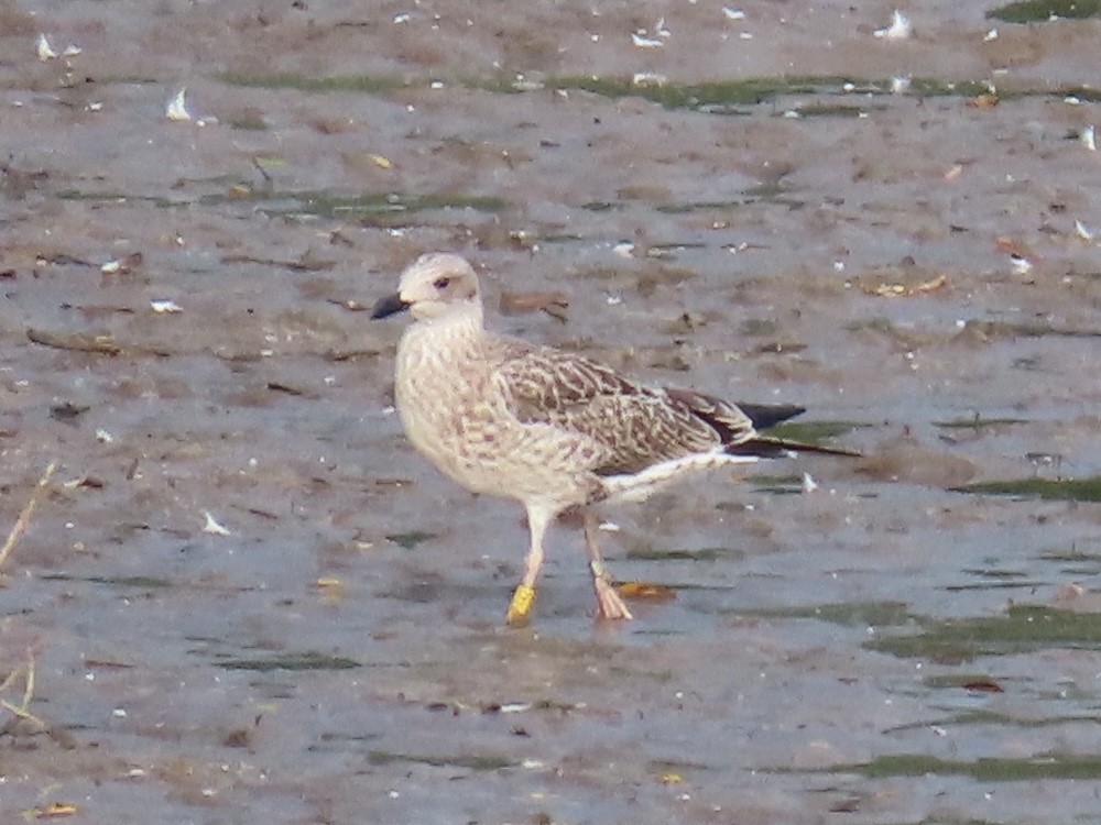 Gaviota Sombría - ML622065288