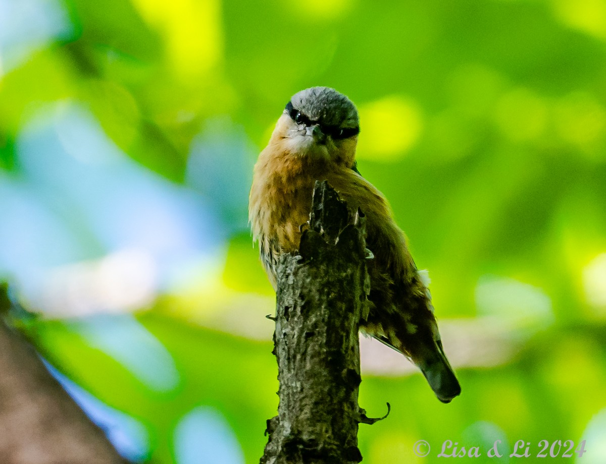 Eurasian Nuthatch (Chinese) - Lisa & Li Li