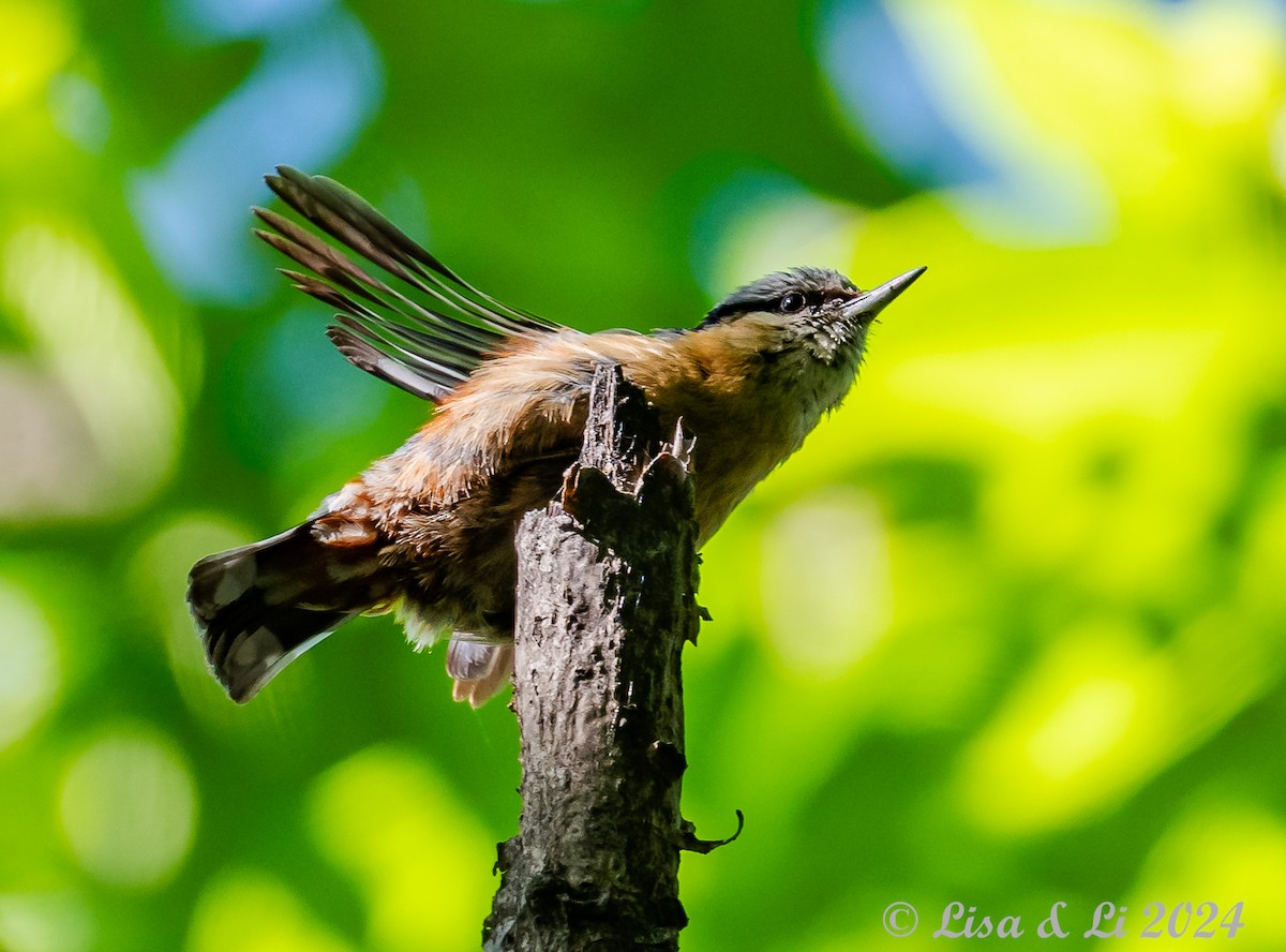 Eurasian Nuthatch (Chinese) - ML622065294