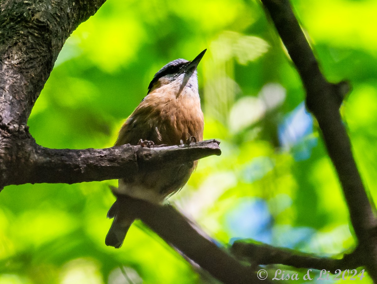 Eurasian Nuthatch (Chinese) - Lisa & Li Li