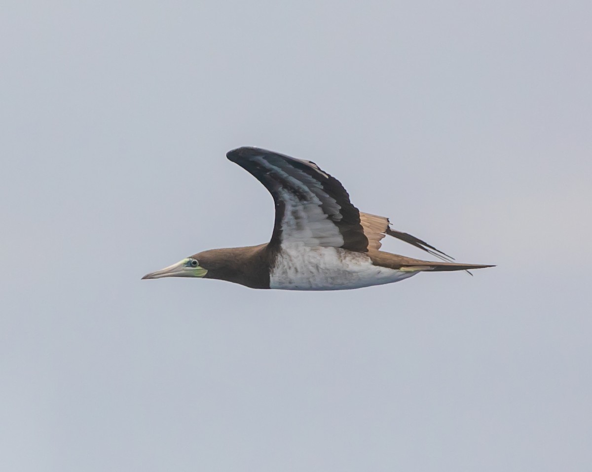 Brown Booby - ML622065296