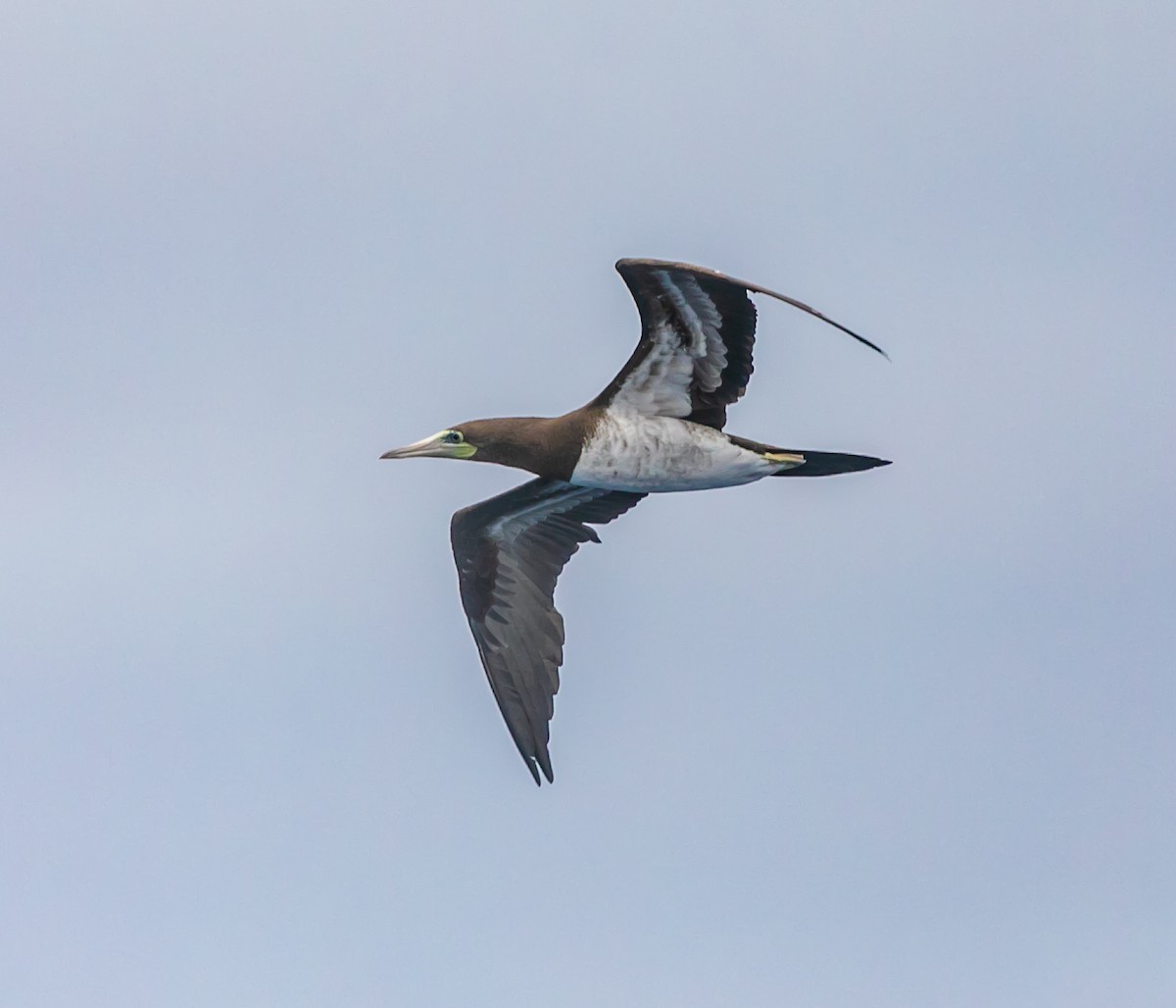 Brown Booby - ML622065297