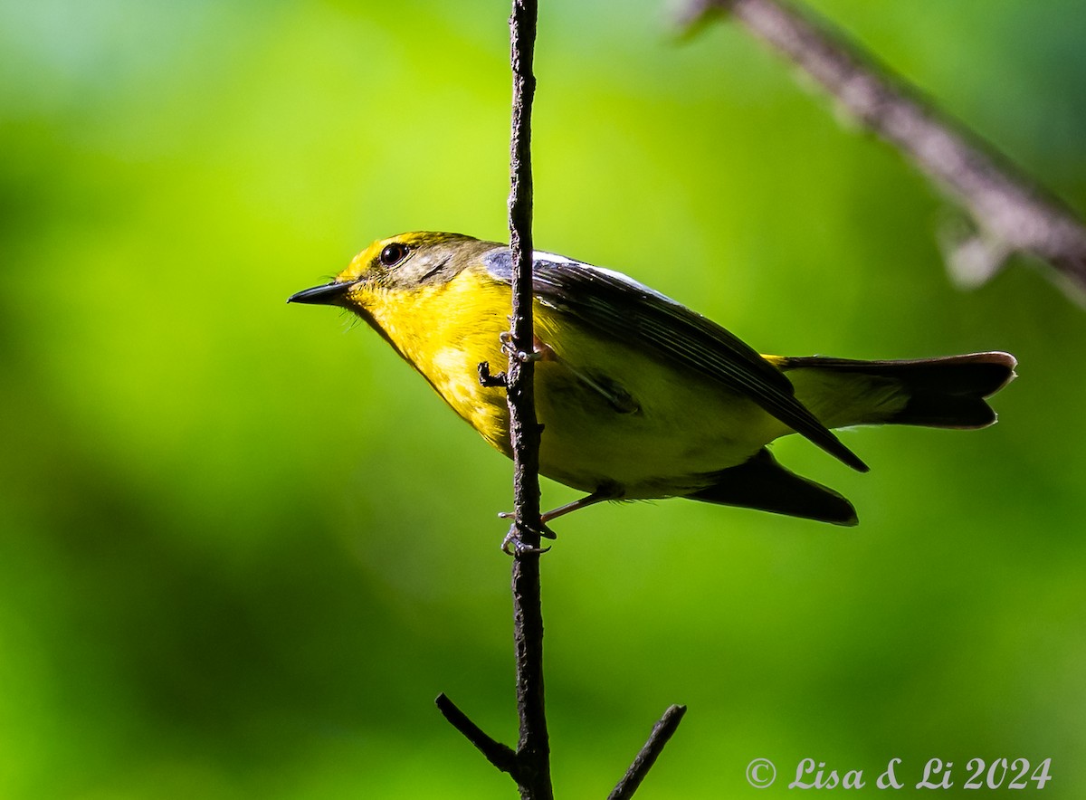 Green-backed Flycatcher - ML622065309