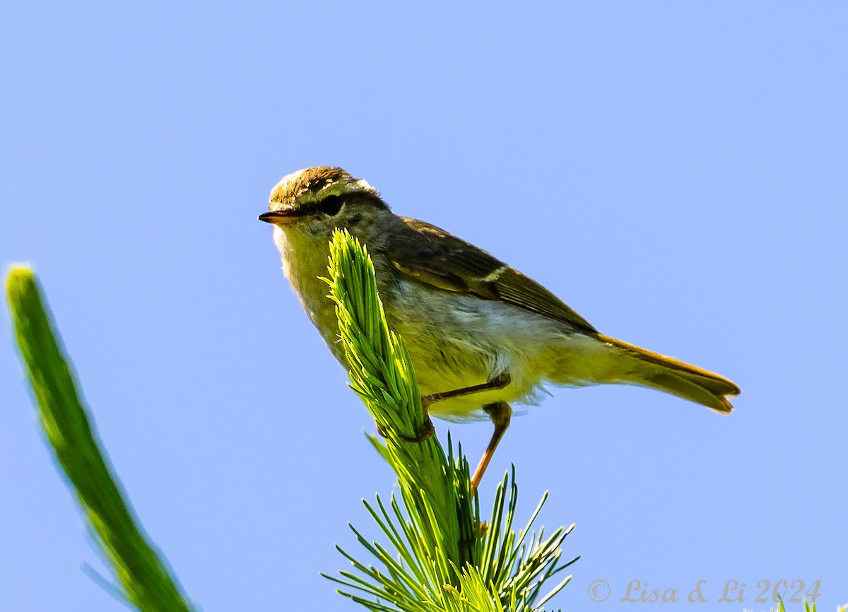 Chinese Leaf Warbler - ML622065326